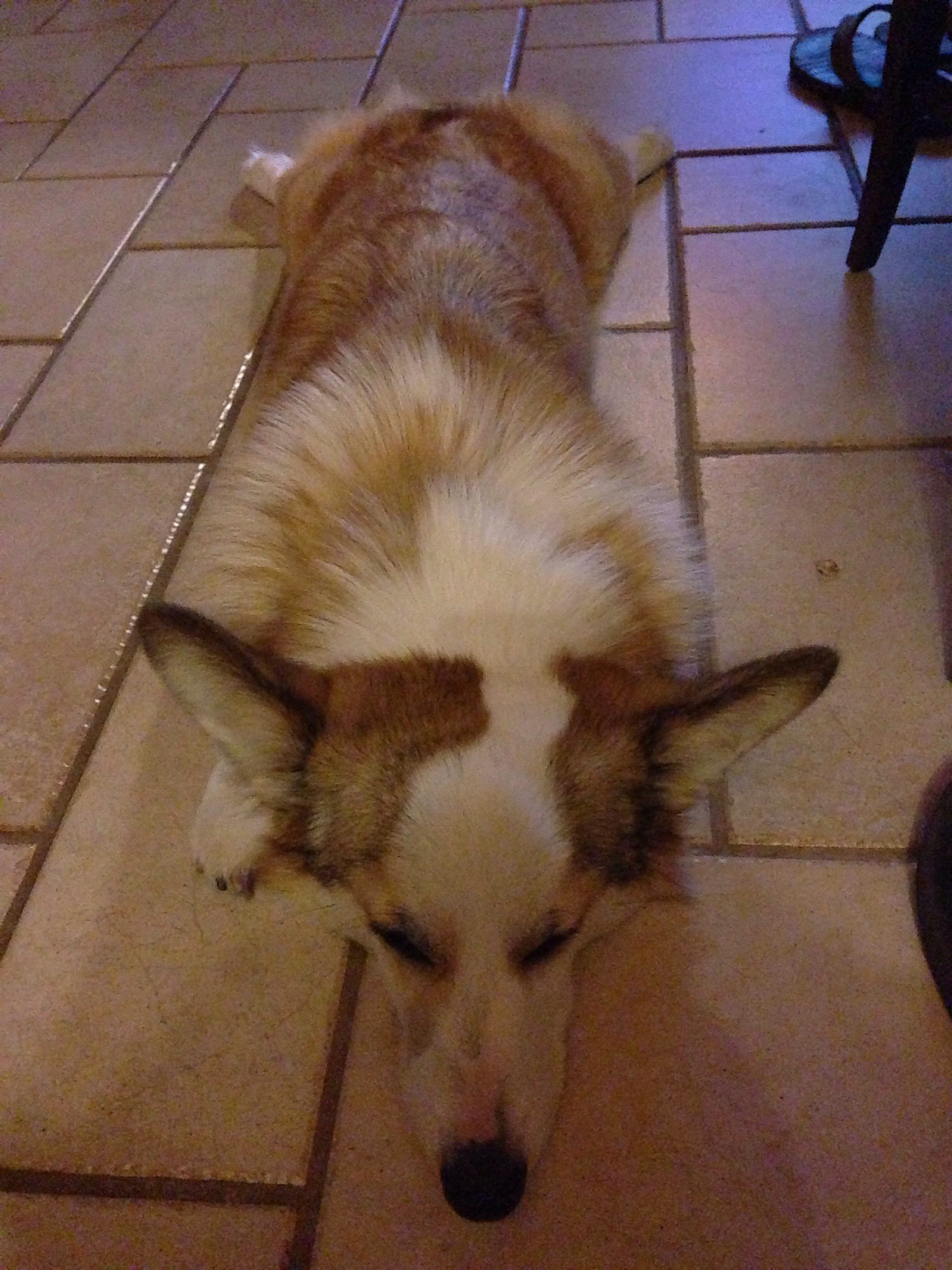 Moka Sploot