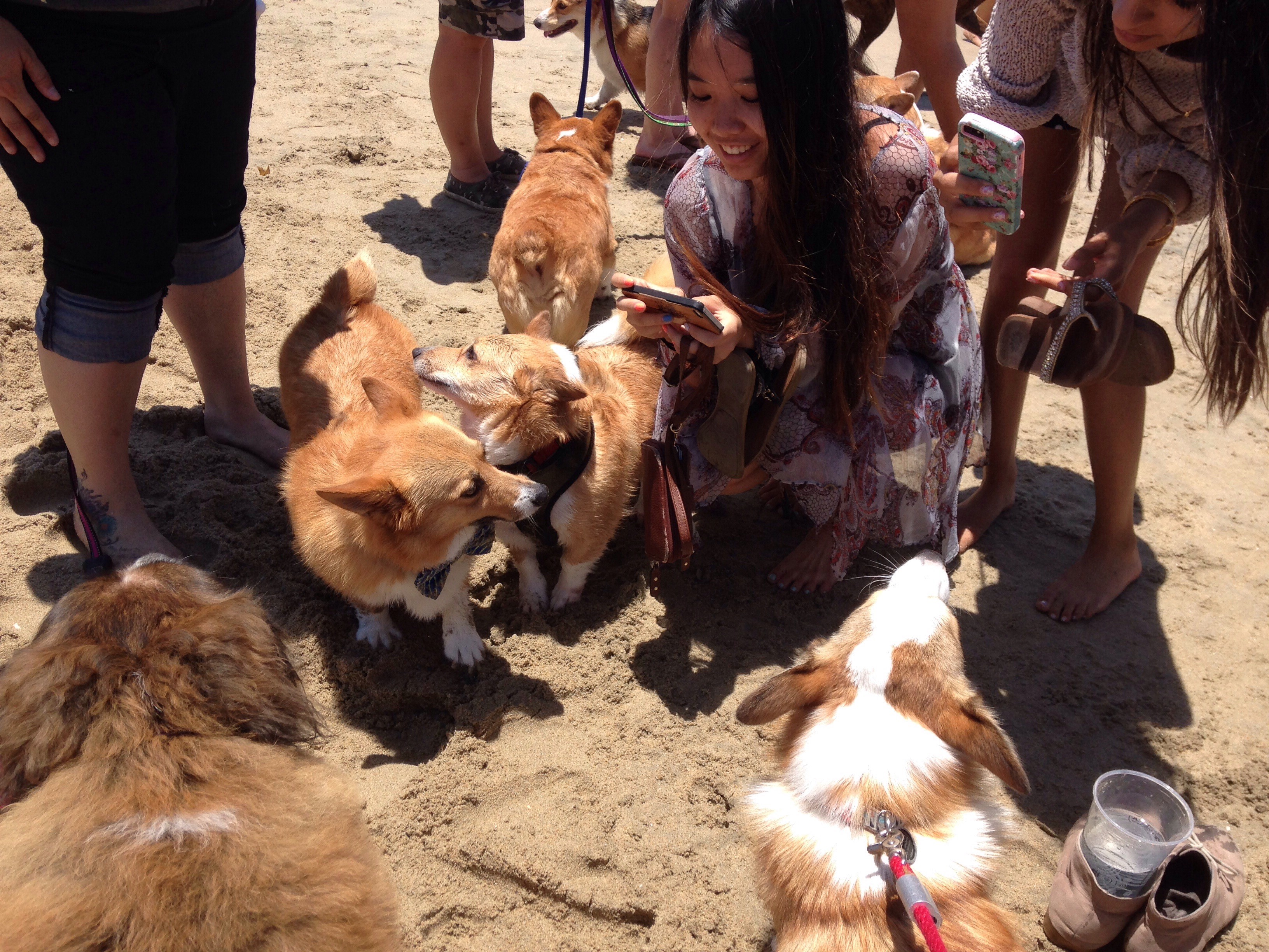 Moka at Corgi Beach Day 2014