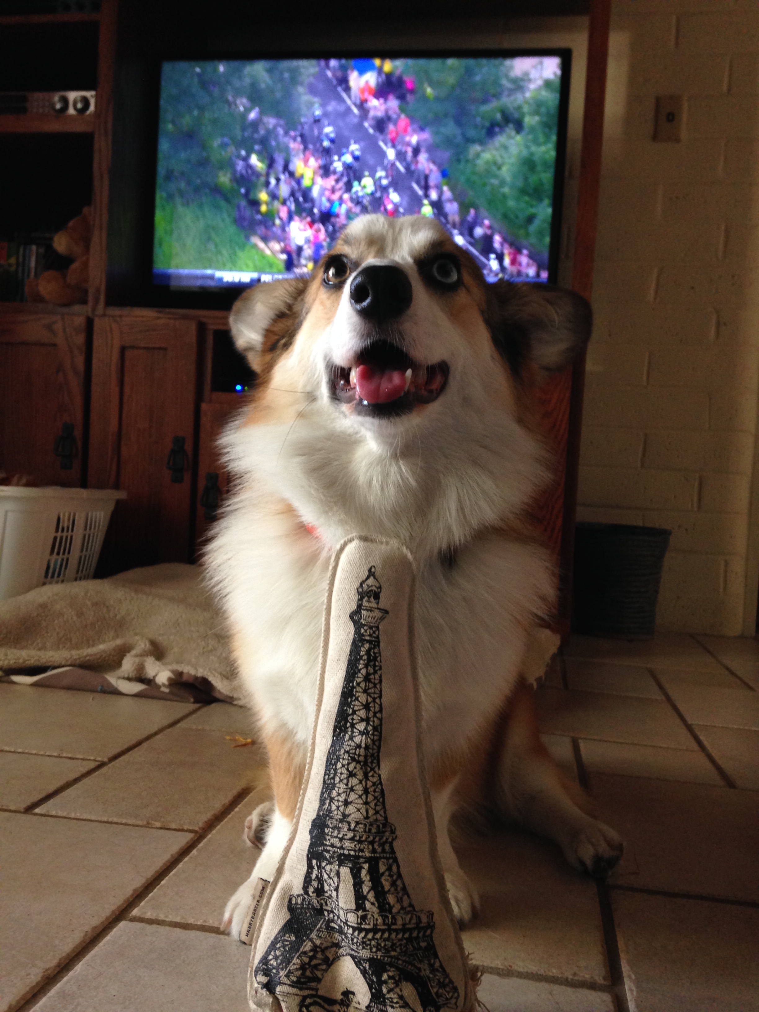 Moka corgi watching the Tour de France