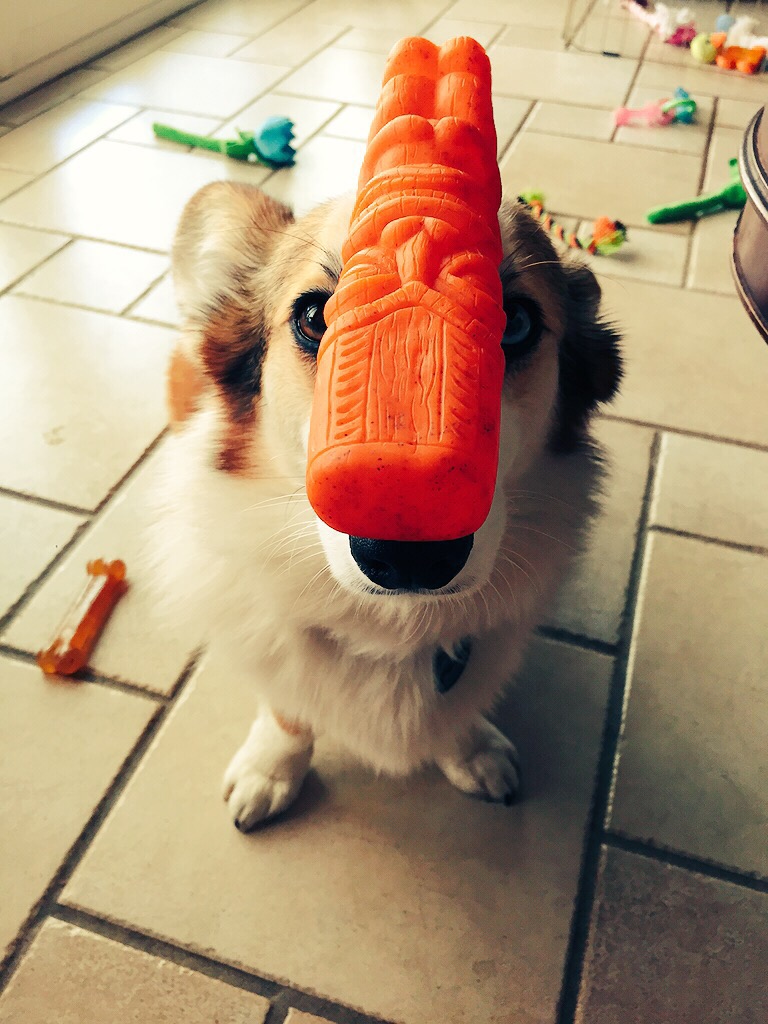 Moka Corgi Small Orange Squeeki Tiki