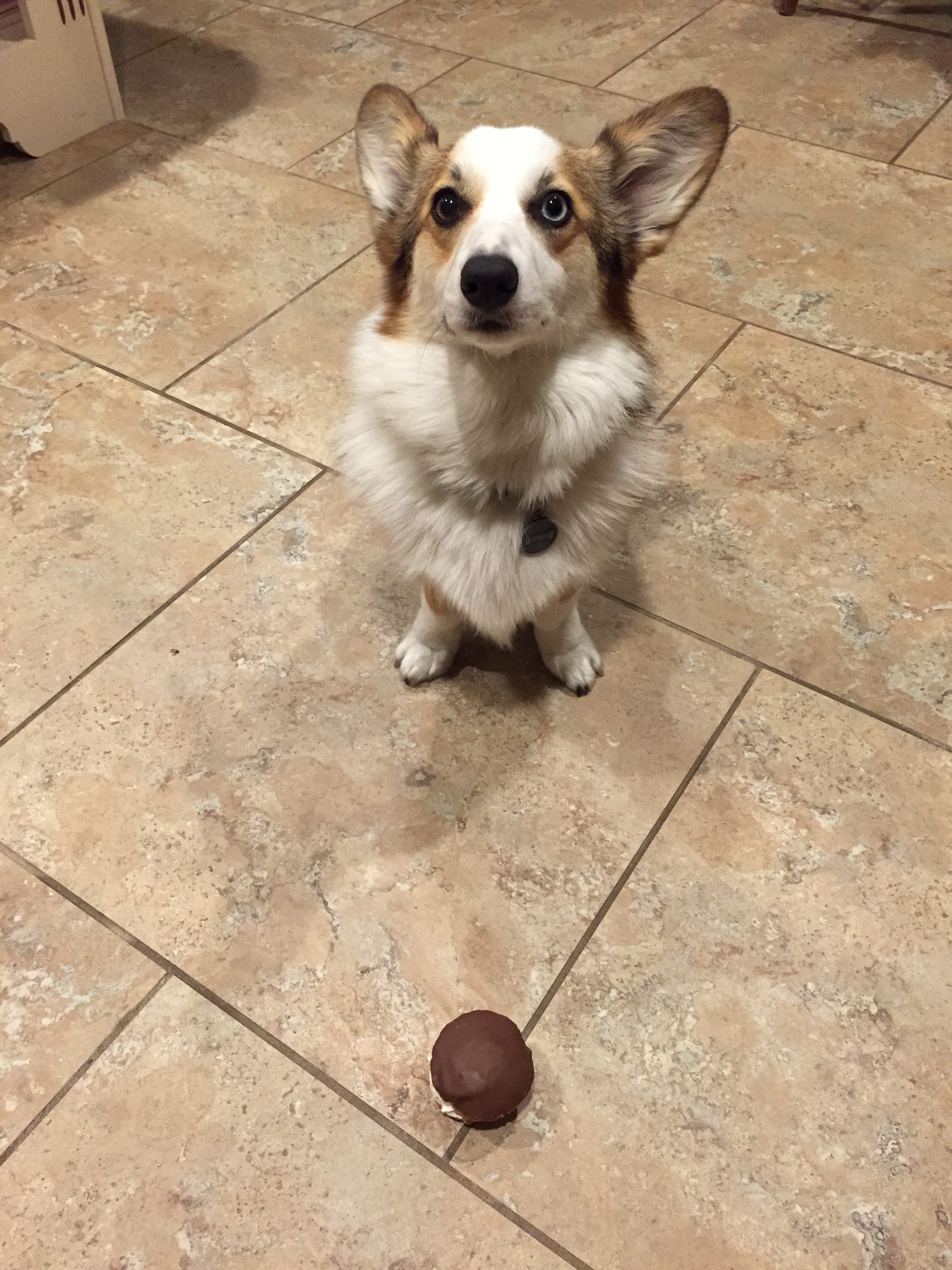 Moka's birthday PupCake from Dog Bakery