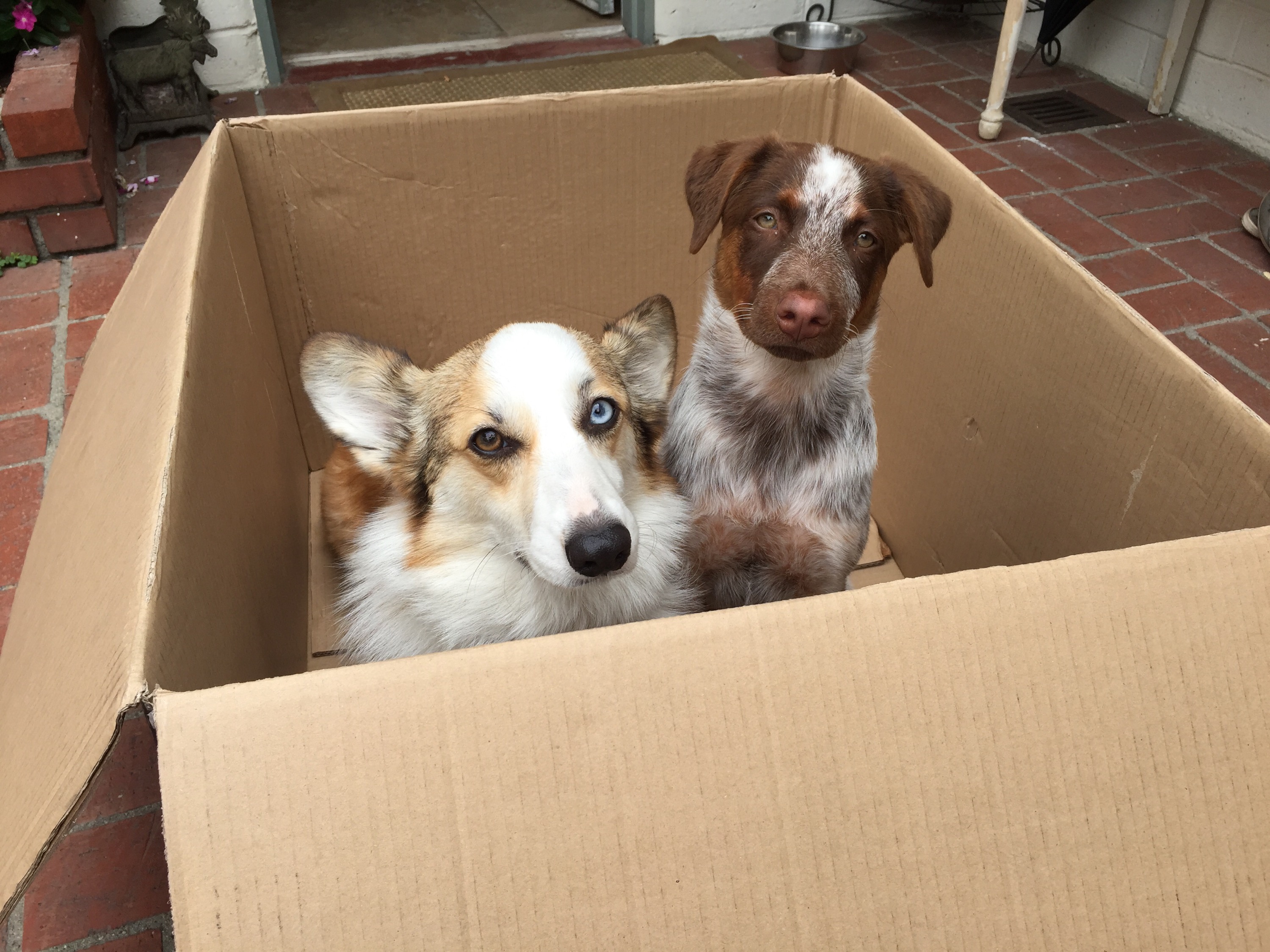 Moka and Scout in a box