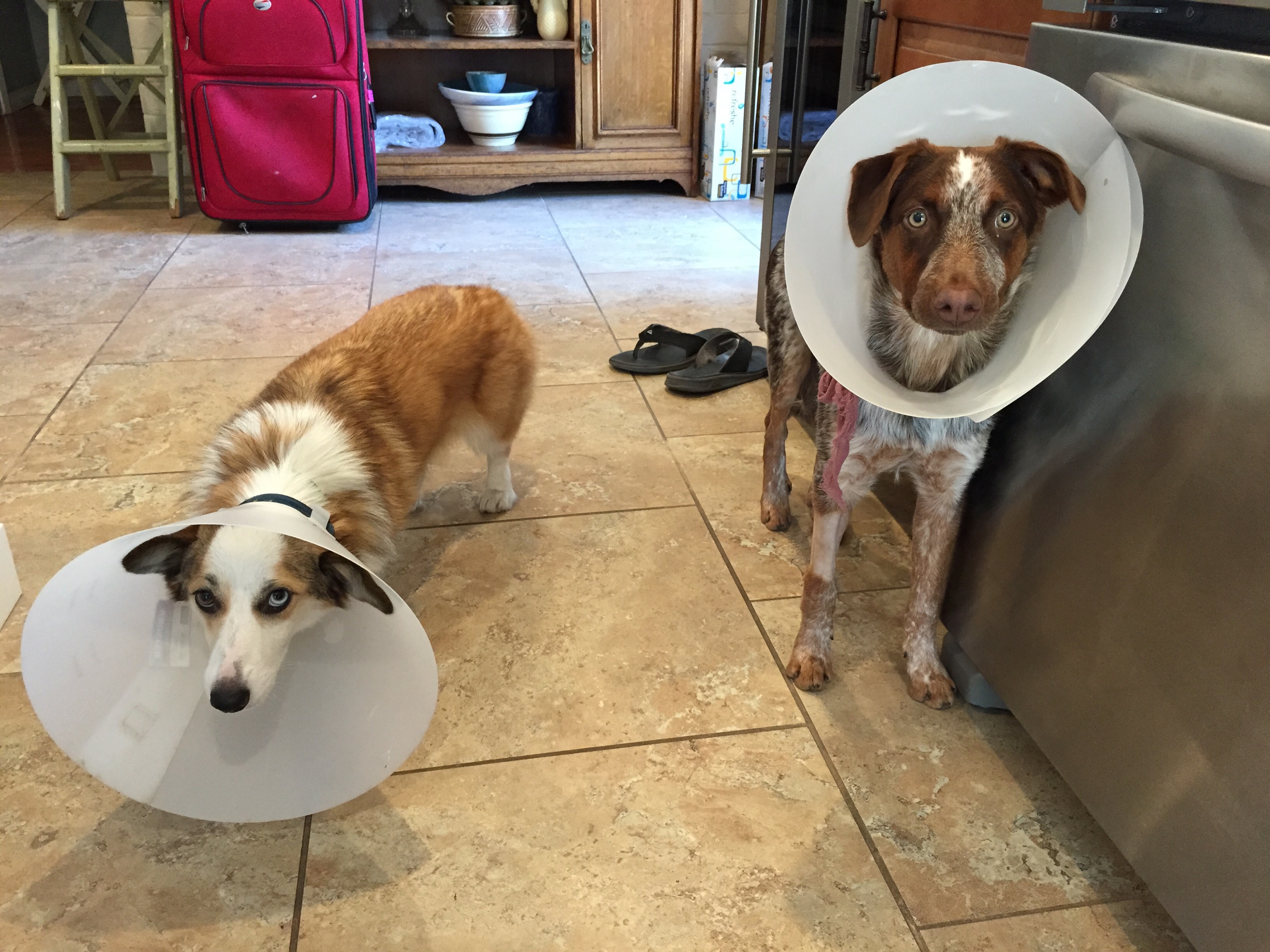 Moka and Scout Coneheads