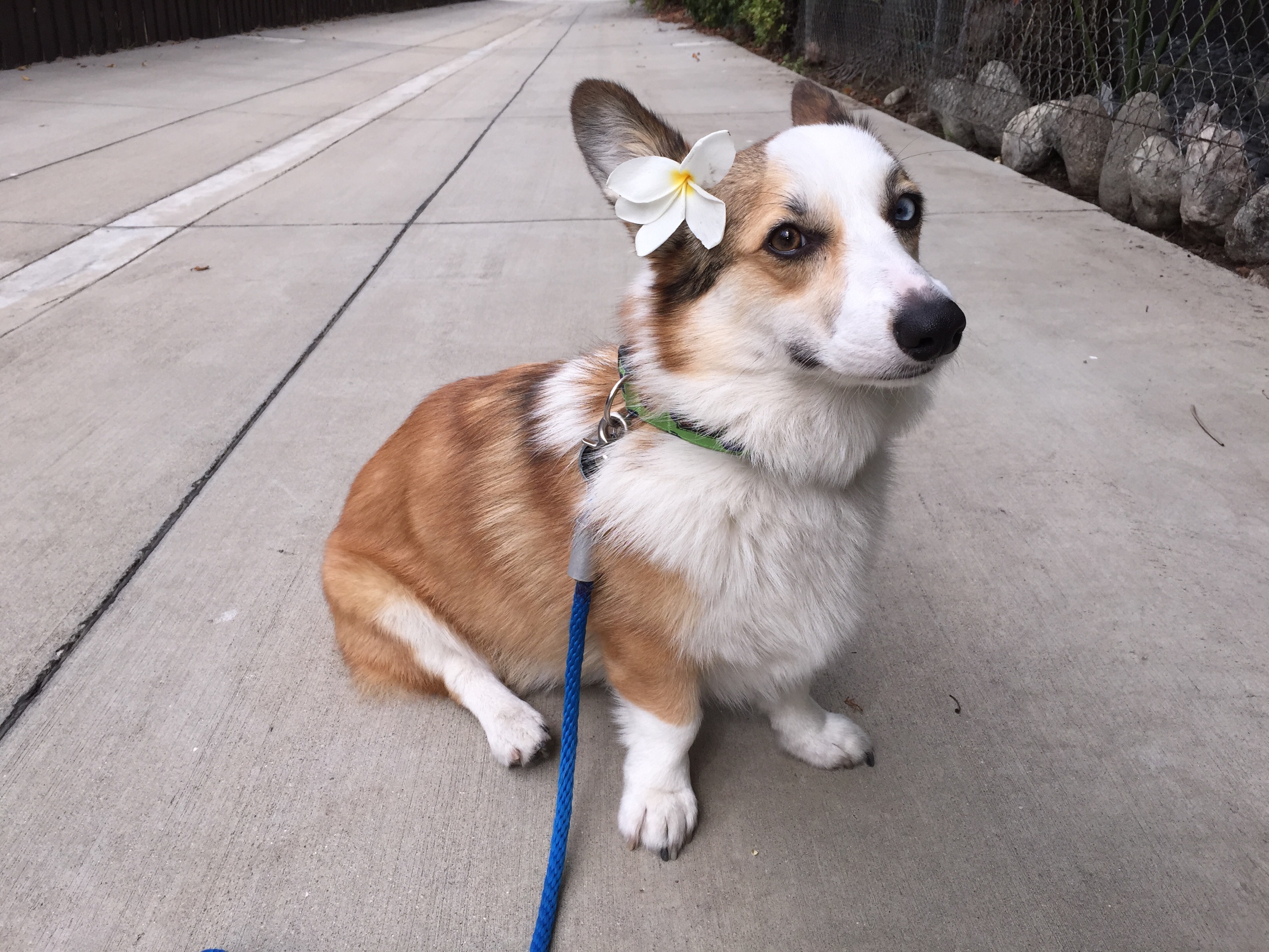 Moka Corgi with a flower in her ear