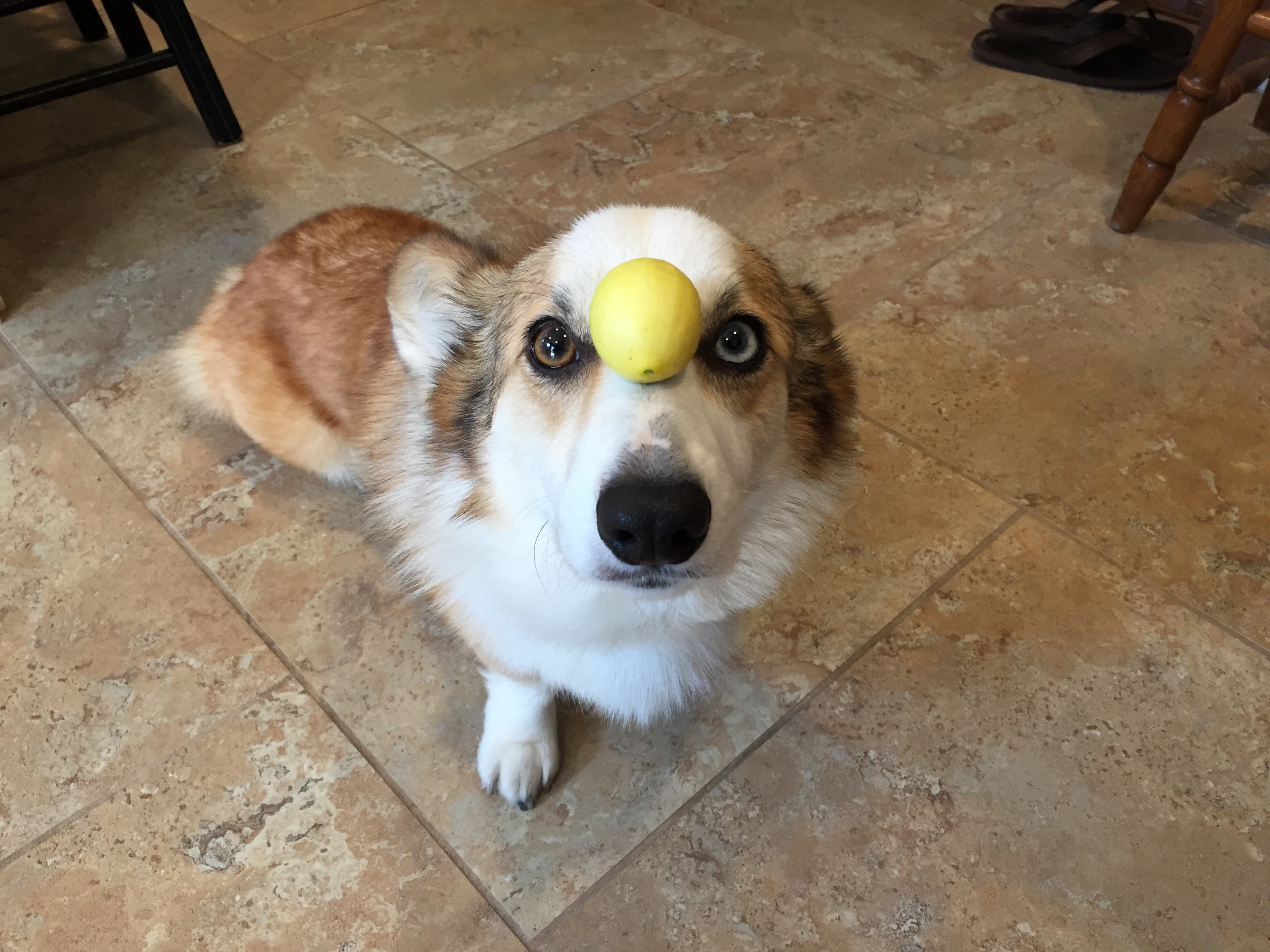 Moka the Corgi lime