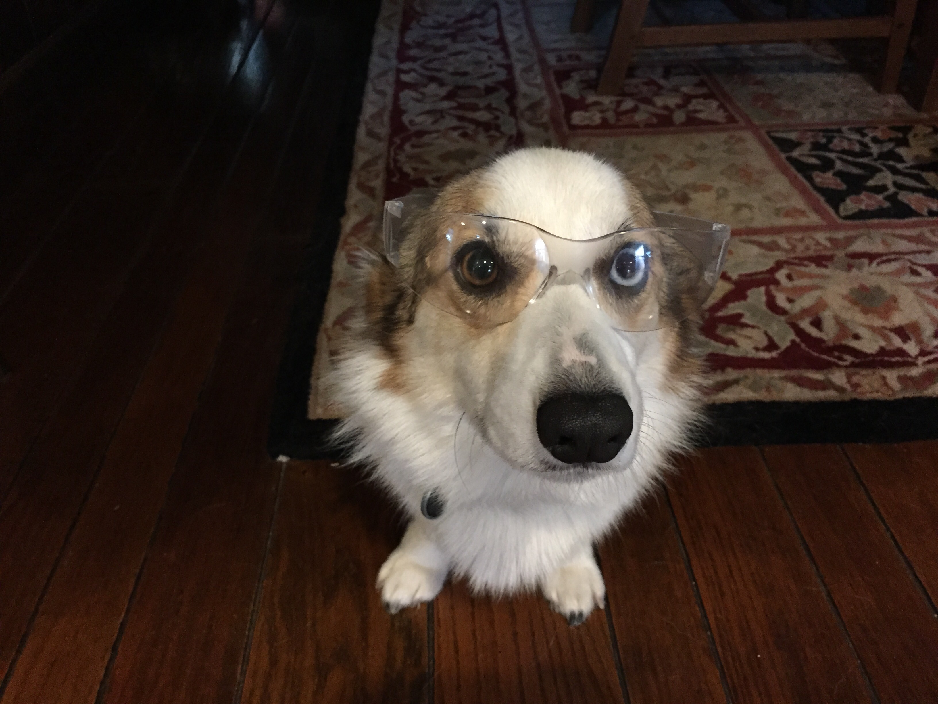 Moka the Corgi safety glasses