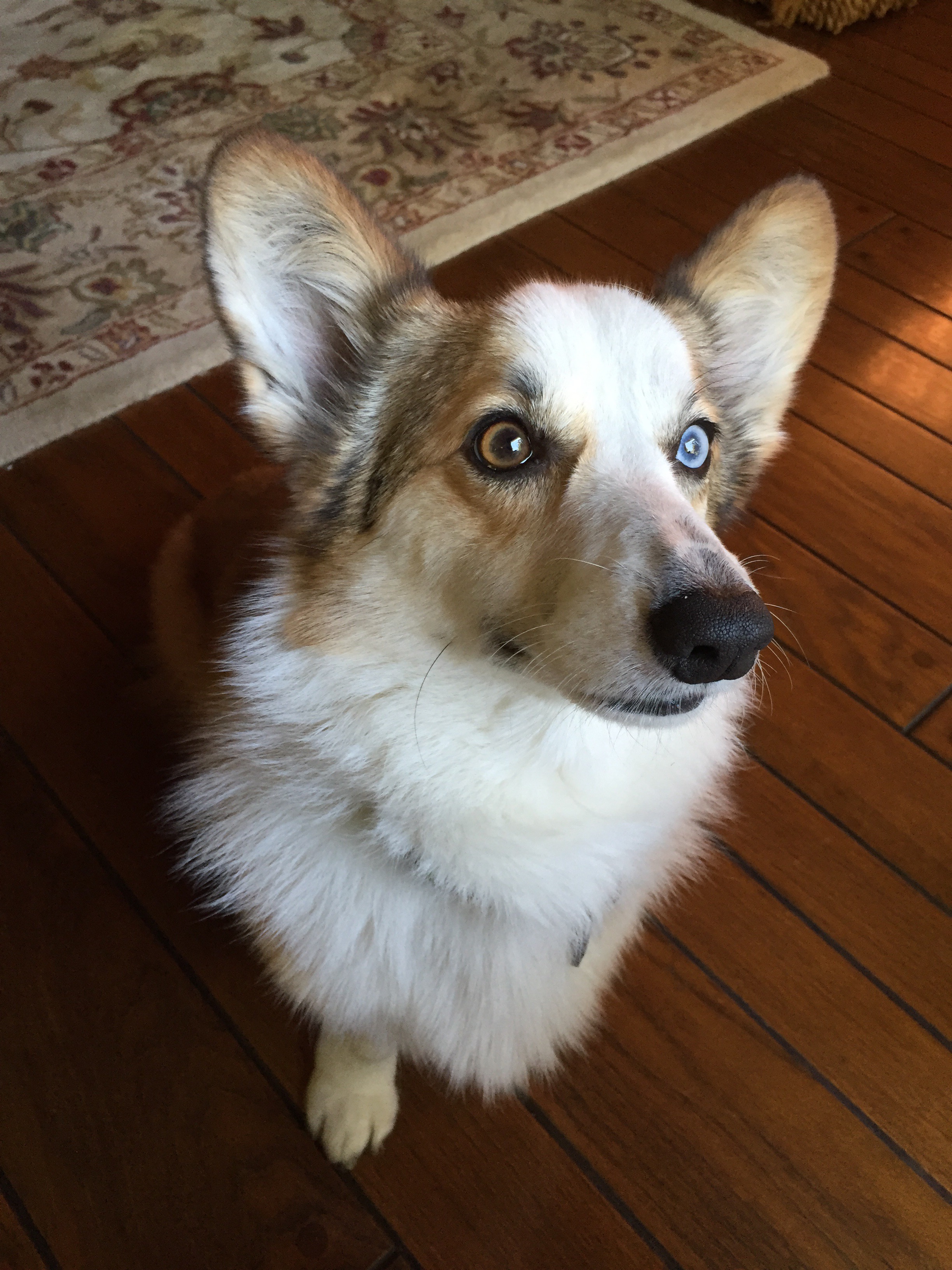 Moka the Corgi amazed