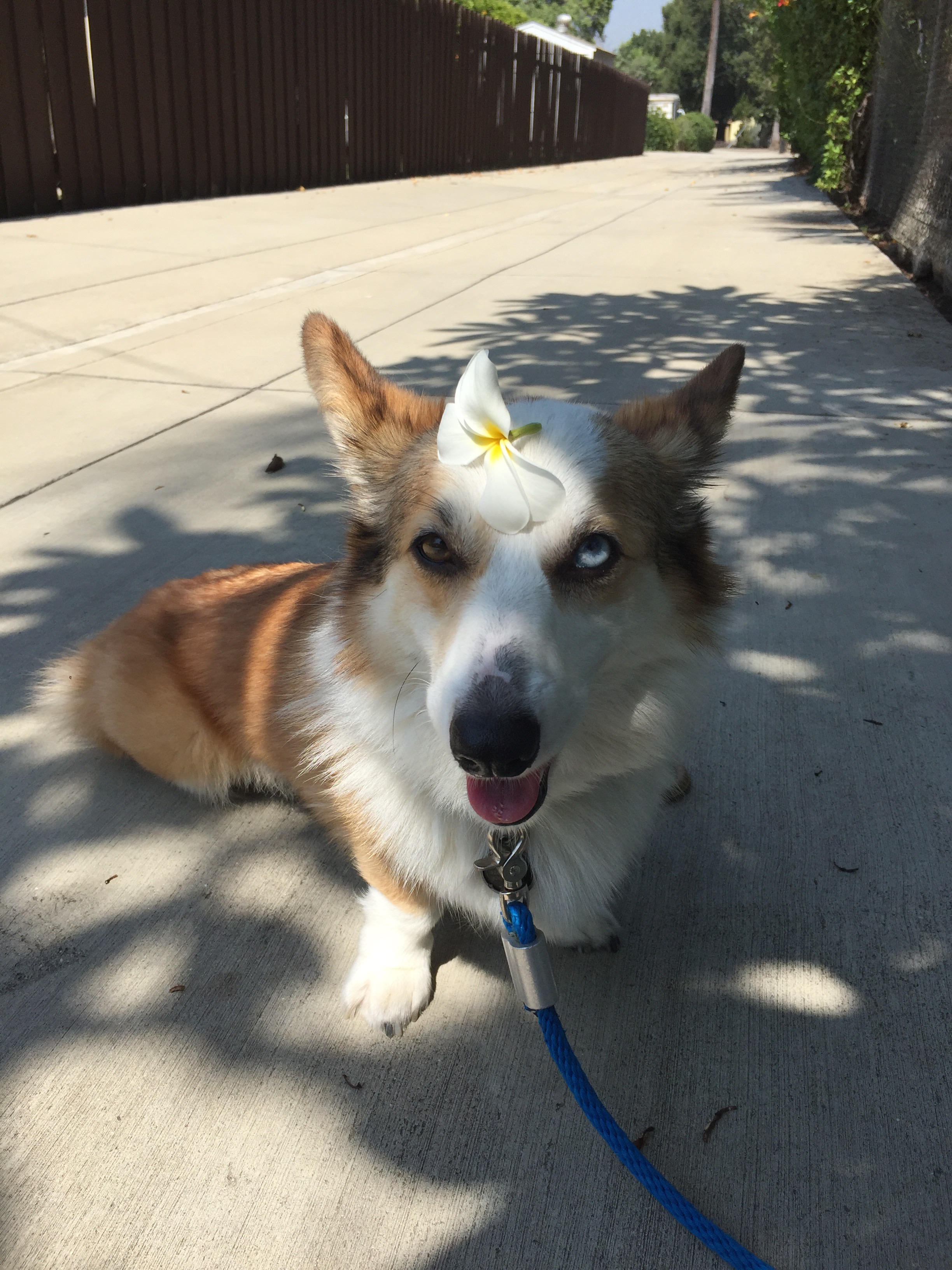 Moka the Corgi flower