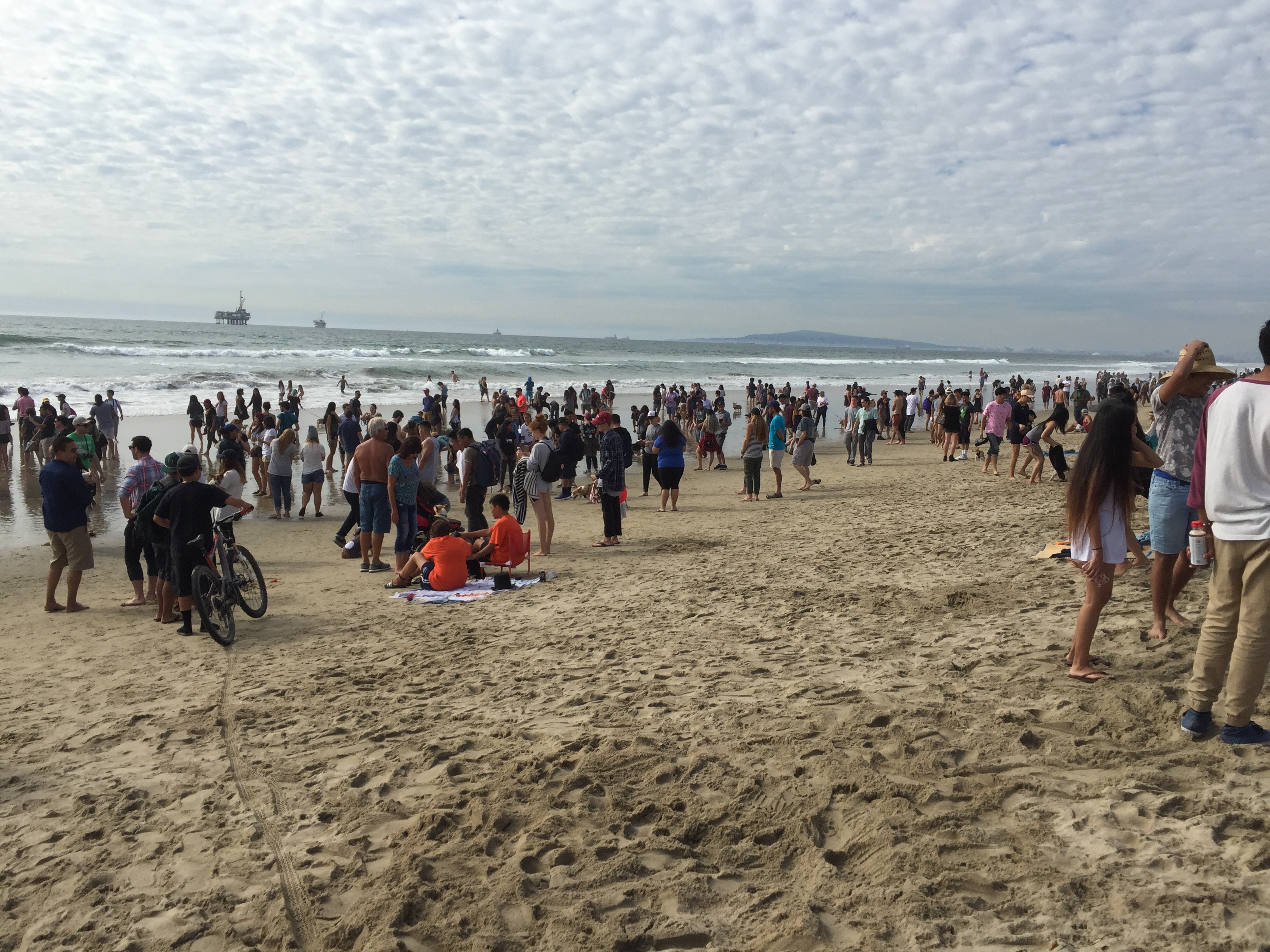 Moka at Corgi Beach Day 2016