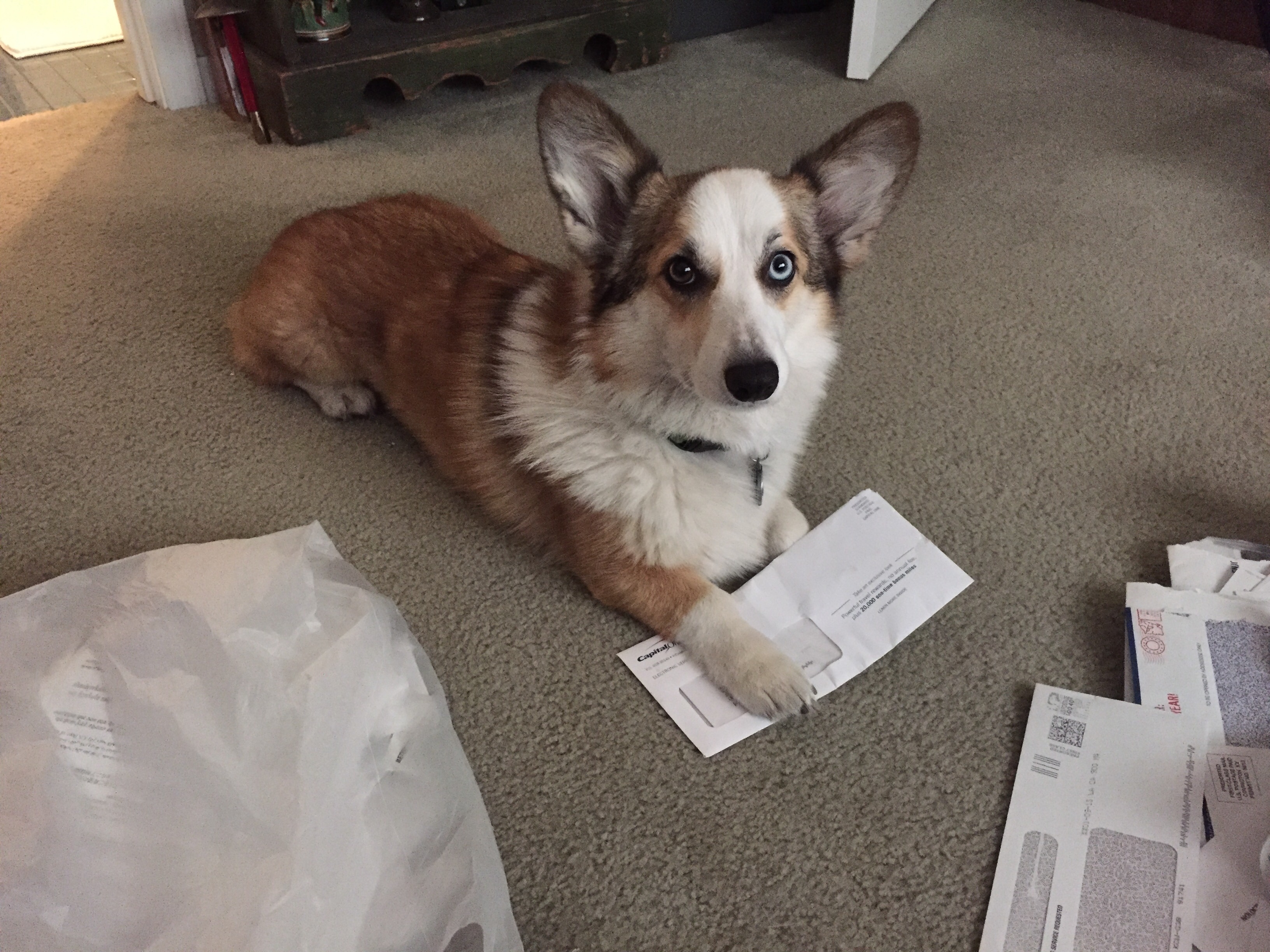 moka corgi paper shredder